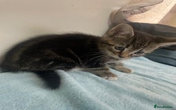 Domestic Shorthair cats for sale: Cheap Kittens for sale - Image 6