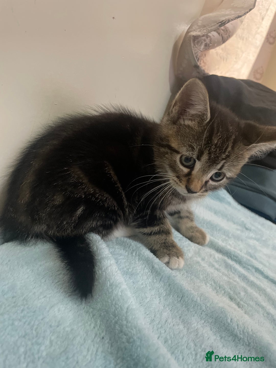 Domestic Shorthair cats for sale: Cheap Kittens for sale - Image 6