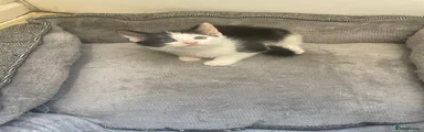 Domestic Shorthair 3