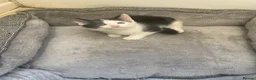 Domestic Shorthair cats for sale: Beautiful Kittens Looking for Loving Forever Homes in Chesterfield - Advert 3