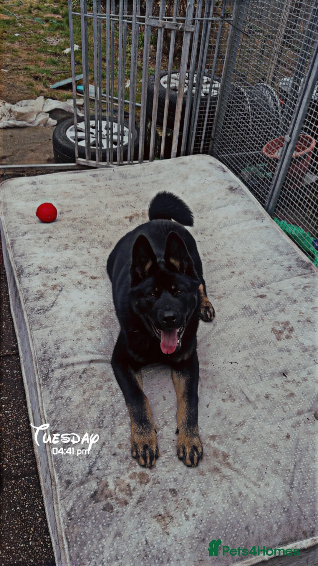 Mixed Breed dogs for sale: German shepherd X Akita 7 month old puppy  in Birmingham - Advert 2