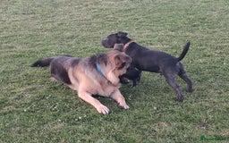 Staffordshire Bull Terrier dogs for stud: 🥇 KC Stafford Stud – Elite Line, Loving Nature - Image 10