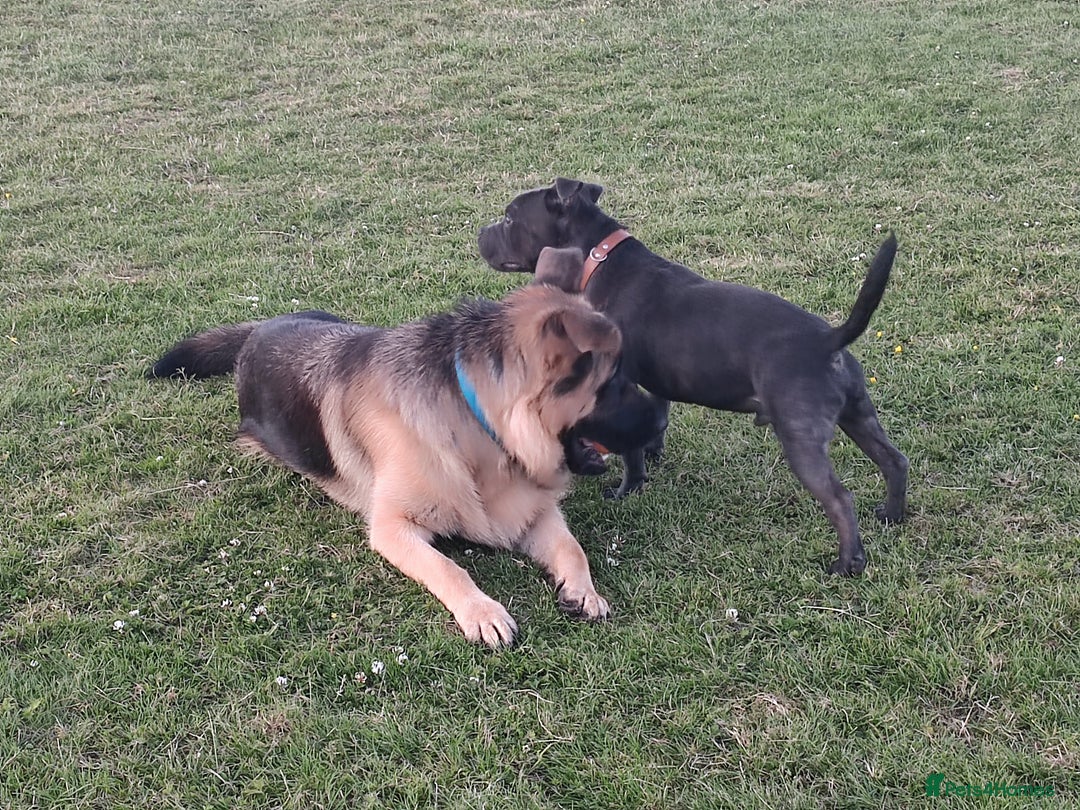 Staffordshire Bull Terrier dogs for stud: 🥇 KC Stafford Stud – Elite Line, Loving Nature - Image 10