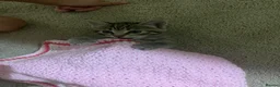 Mixed Breed cats for sale: Last girl Silver grey Tabby £85 due to timewaster - Advert 3