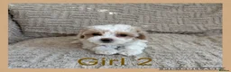 Maltipoo dogs for sale: Beautiful Maltipoo Puppies  - Advert 24