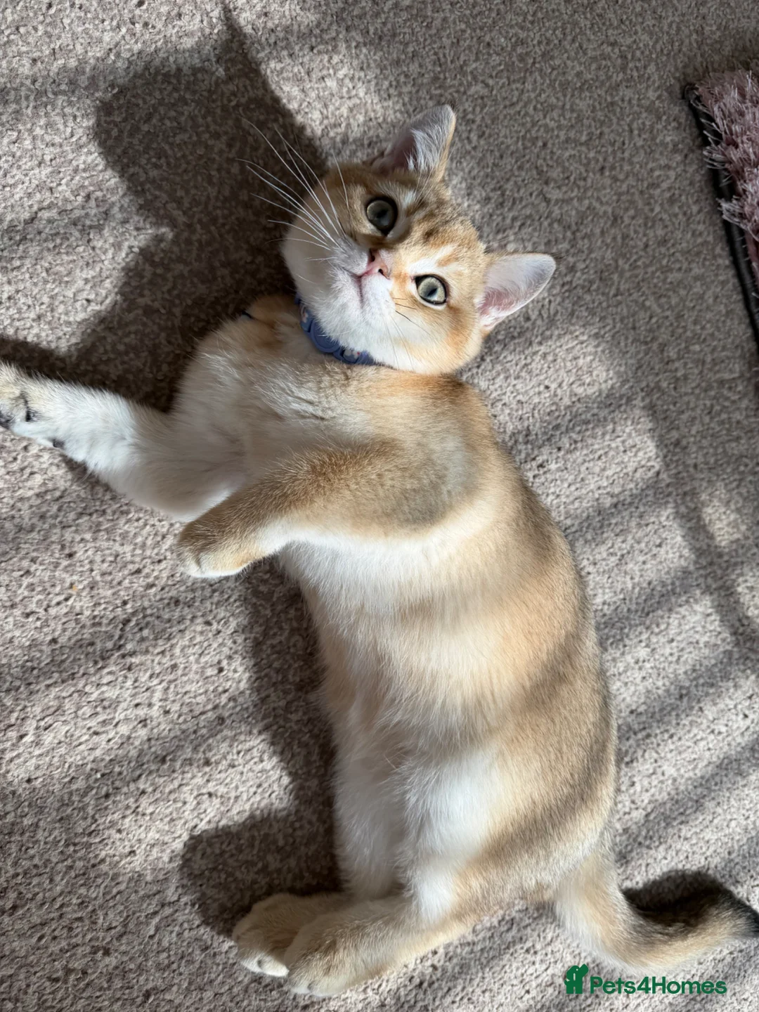 Scottish Fold cats for sale: Golden shade Scottish straight Kitten 1🐾 - Advert 2