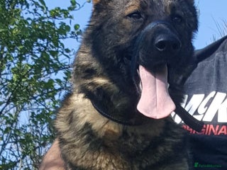 German Shepherd dogs for sale: Female Czech shepherd - Advert 1