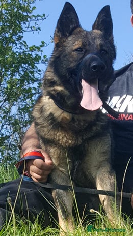 German Shepherd dogs Female Czech shepherd - Advert 1