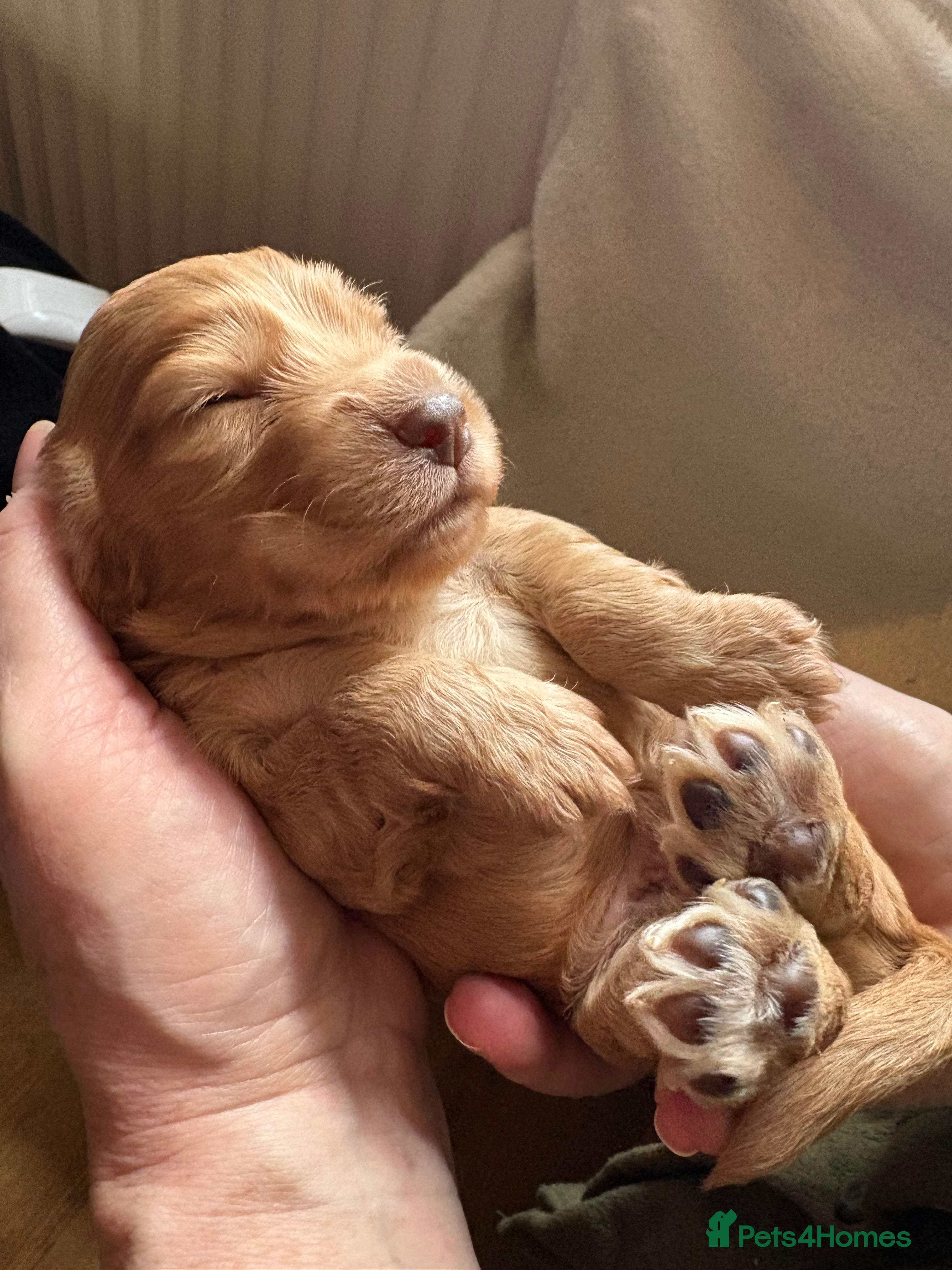 Cocker Spaniel dogs Kc registered - Working Cocker spaniel puppies - Advert 7