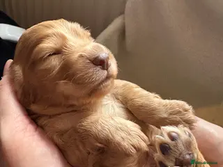 Cocker Spaniel dogs Kc registered - Working Cocker spaniel puppies - Advert 7