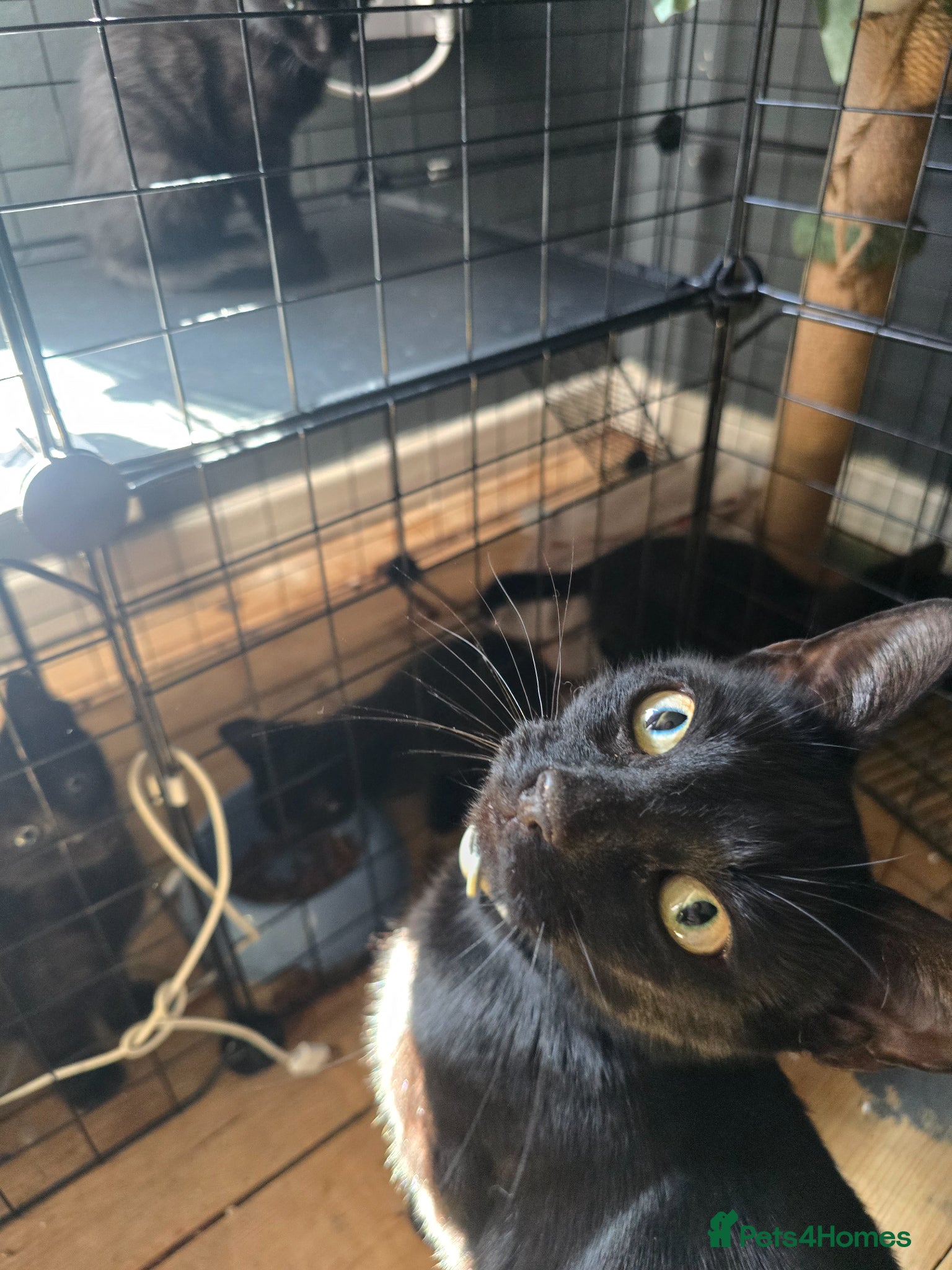 Mixed Breed cats Stunning black, chocolate and grey tabbys  - Advert 3