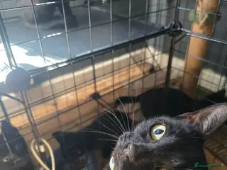Mixed Breed cats Stunning black kittens with chocolate stripes - Advert 2