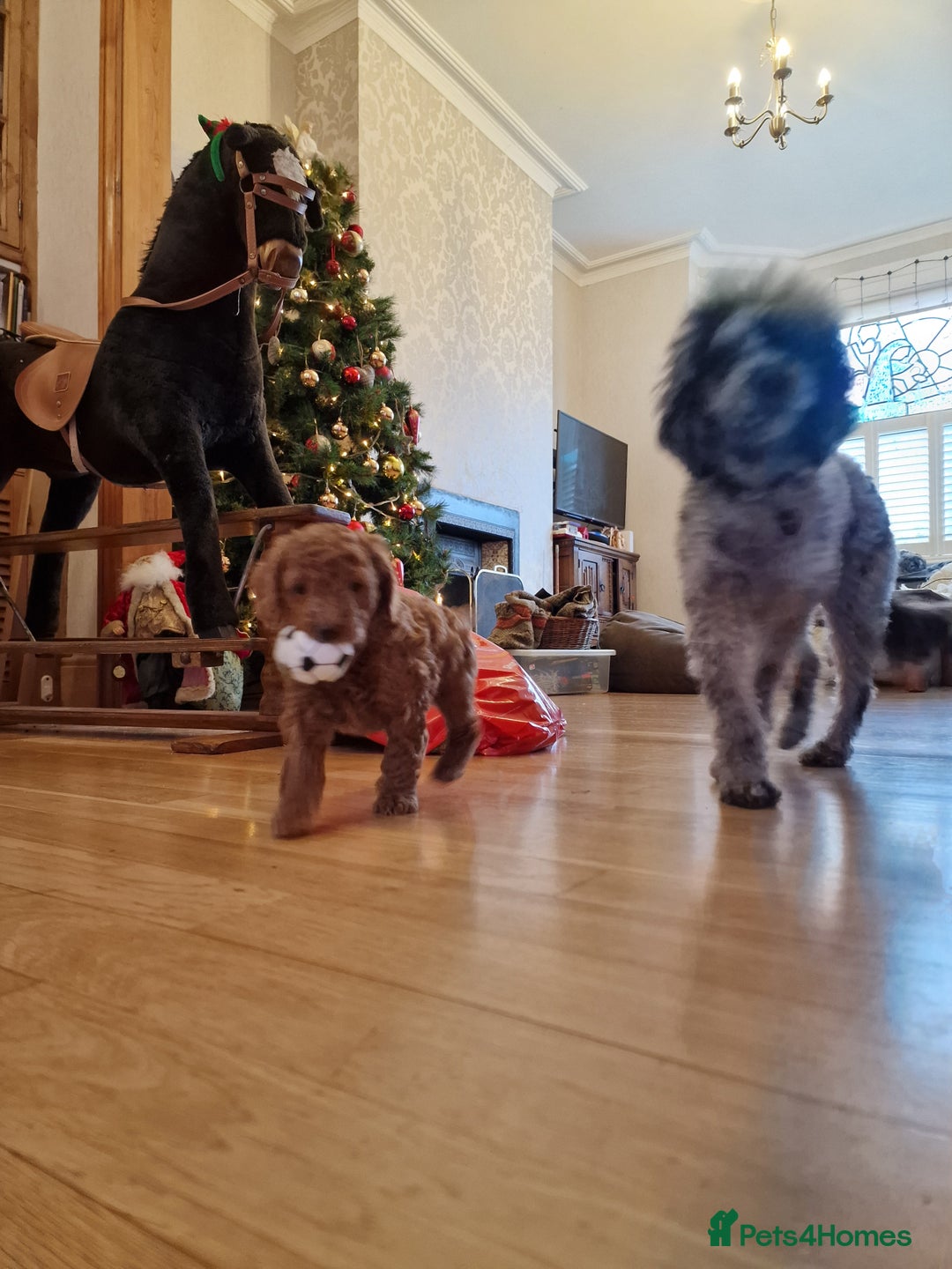 Cockapoo dogs for sale: Apricot coloured cockapoo boy - Advert 11