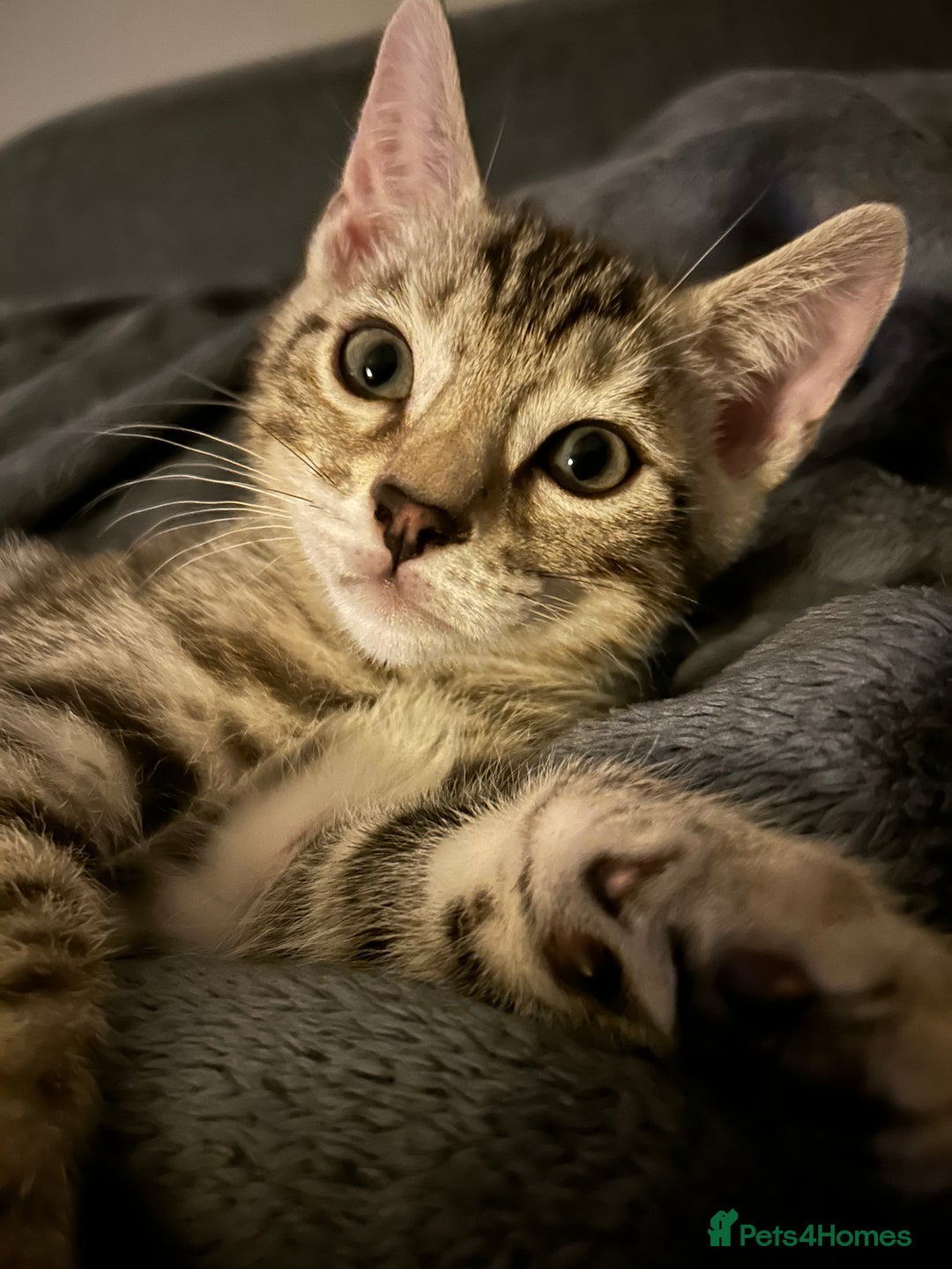 Bengal cats for sale: Bengal Kitten for Sale – Playful and Independent!  - Image 6