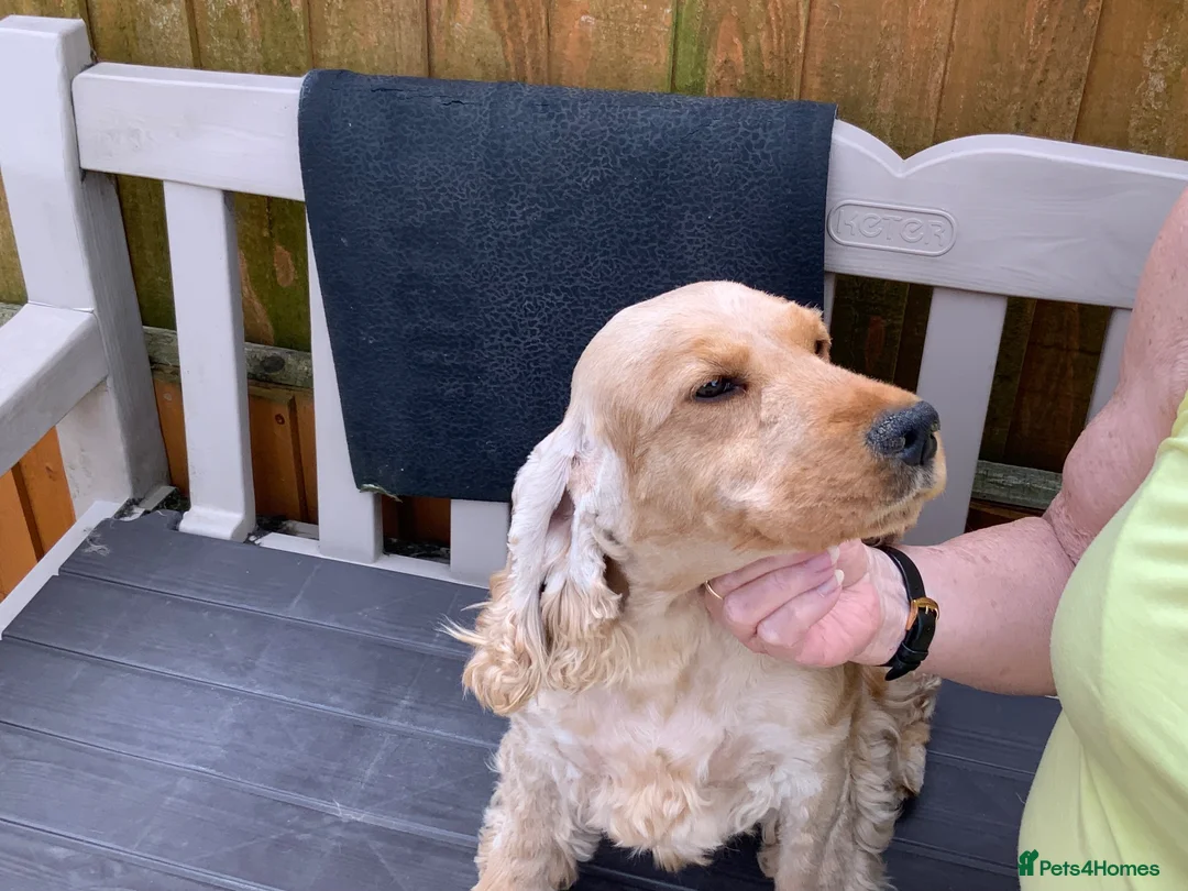 Cocker Spaniel dogs for sale: Golden Cocker Spaniel puppy - Advert 2