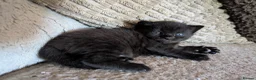 Mixed Breed cats for sale: Meet "Wednesday" - Advert 3