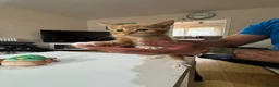 British Shorthair cats for sale: Muffin’s Beautiful Kittens Looking for Loving Home - Advert 11