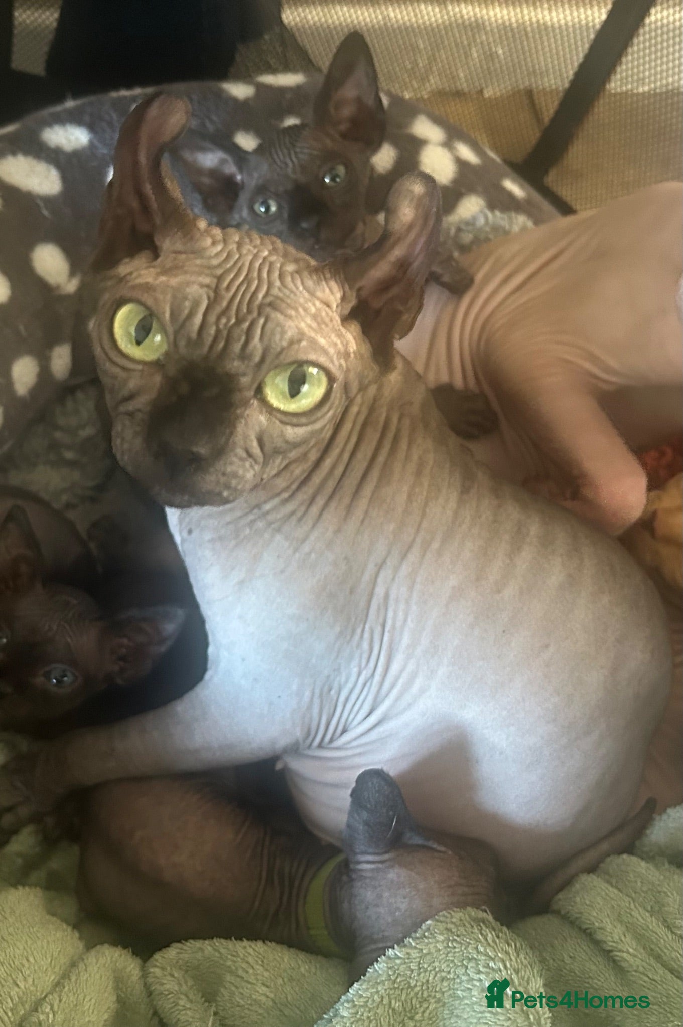Sphynx cats Pure elf grey Canadian  - Advert 2