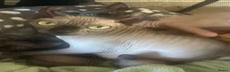 Sphynx cats for sale: Pure elf grey Canadian  - Advert 1