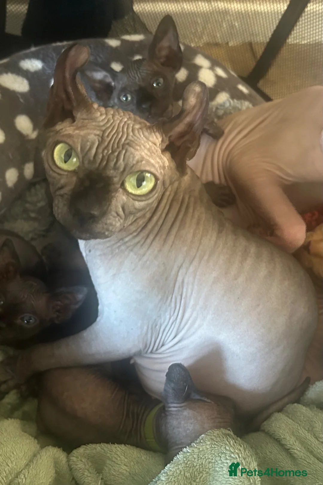 Sphynx cats for sale: Pure elf grey Canadian  - Advert 1