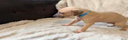 Whippet dogs for sale: Kc registered whippet male pup in Wolverhampton - Advert 7