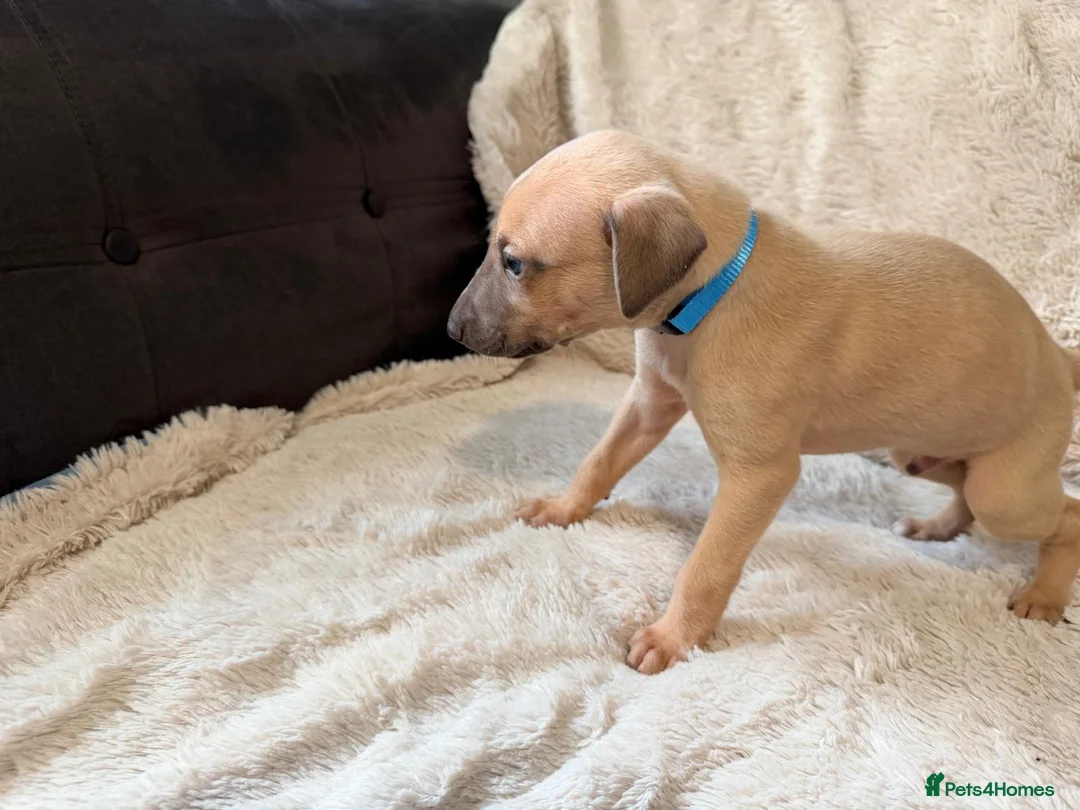 Whippet dogs for sale: Kc registered whippet male pup in Wolverhampton - Advert 7