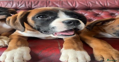 Boxer dogs - Advert 2