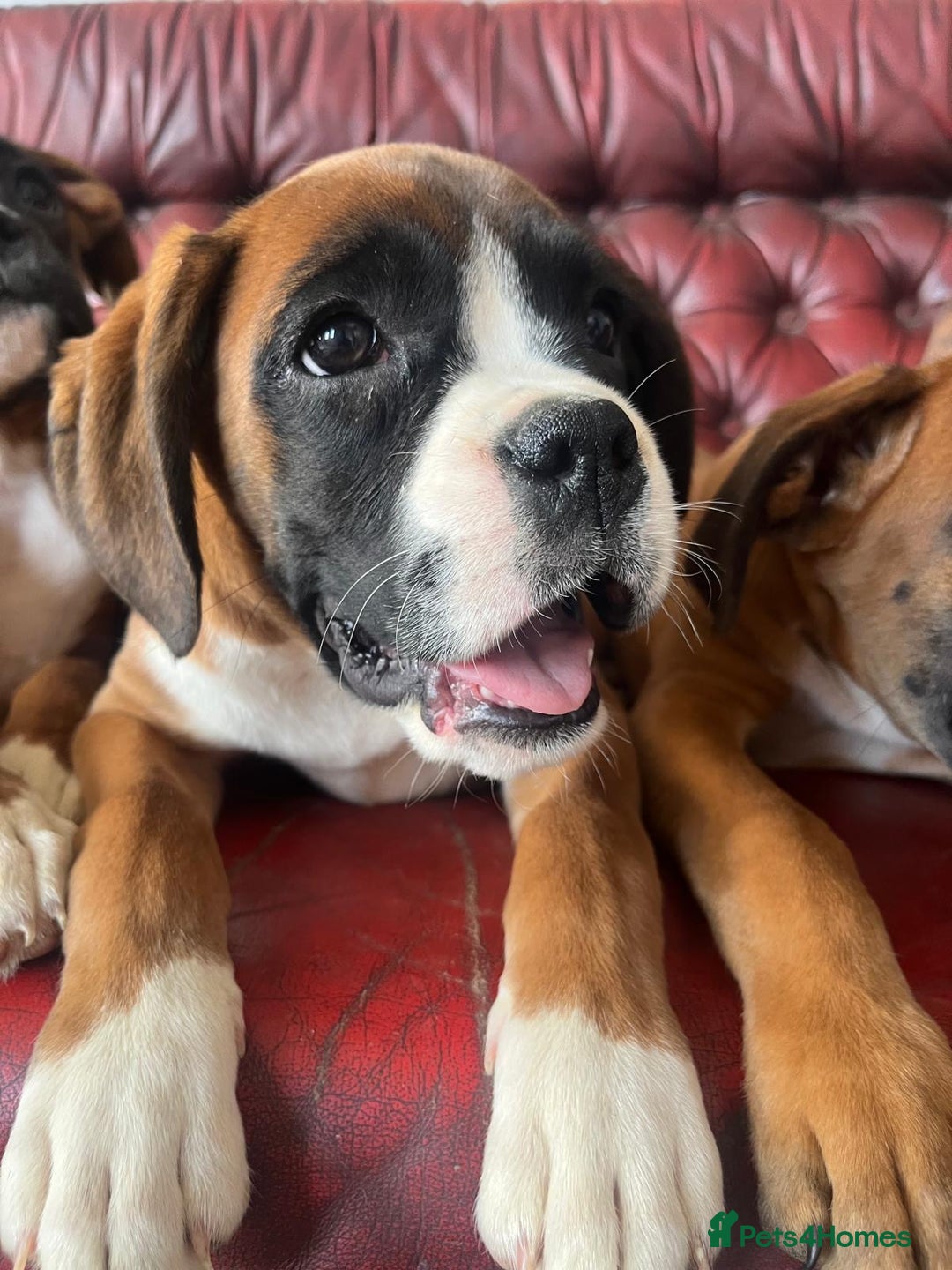 Boxer dogs for sale: 🐾 KC registered Boxer puppies 🐾  - Image 2