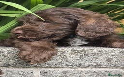 Sproodle dogs for sale: Gorgeous Chocolate Sproodle Puppies - Image 23