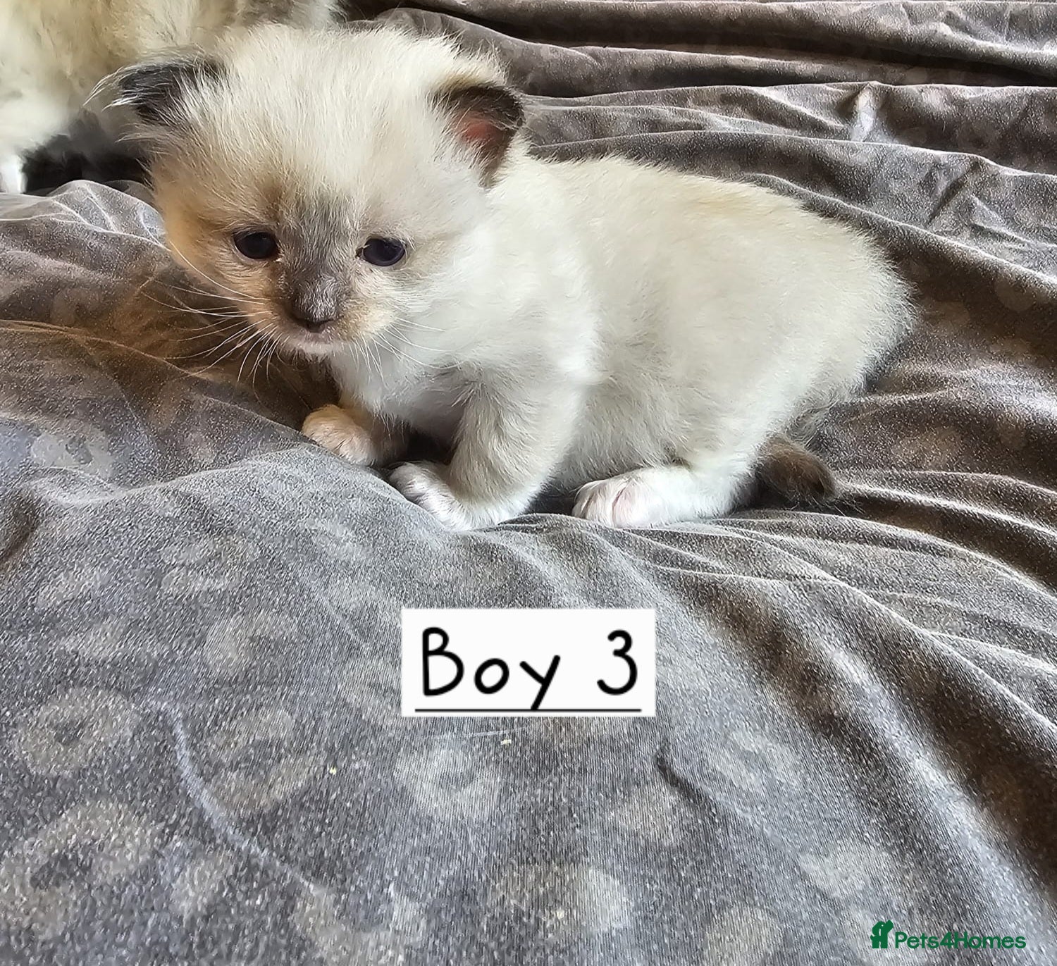 Ragdoll cats for sale: Beautiful Ragdoll Kittens  - Advert 8