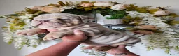 English Bulldog dogs for sale: Lilac & tan merle English bulldog  in Rowley Regis - Advert 9