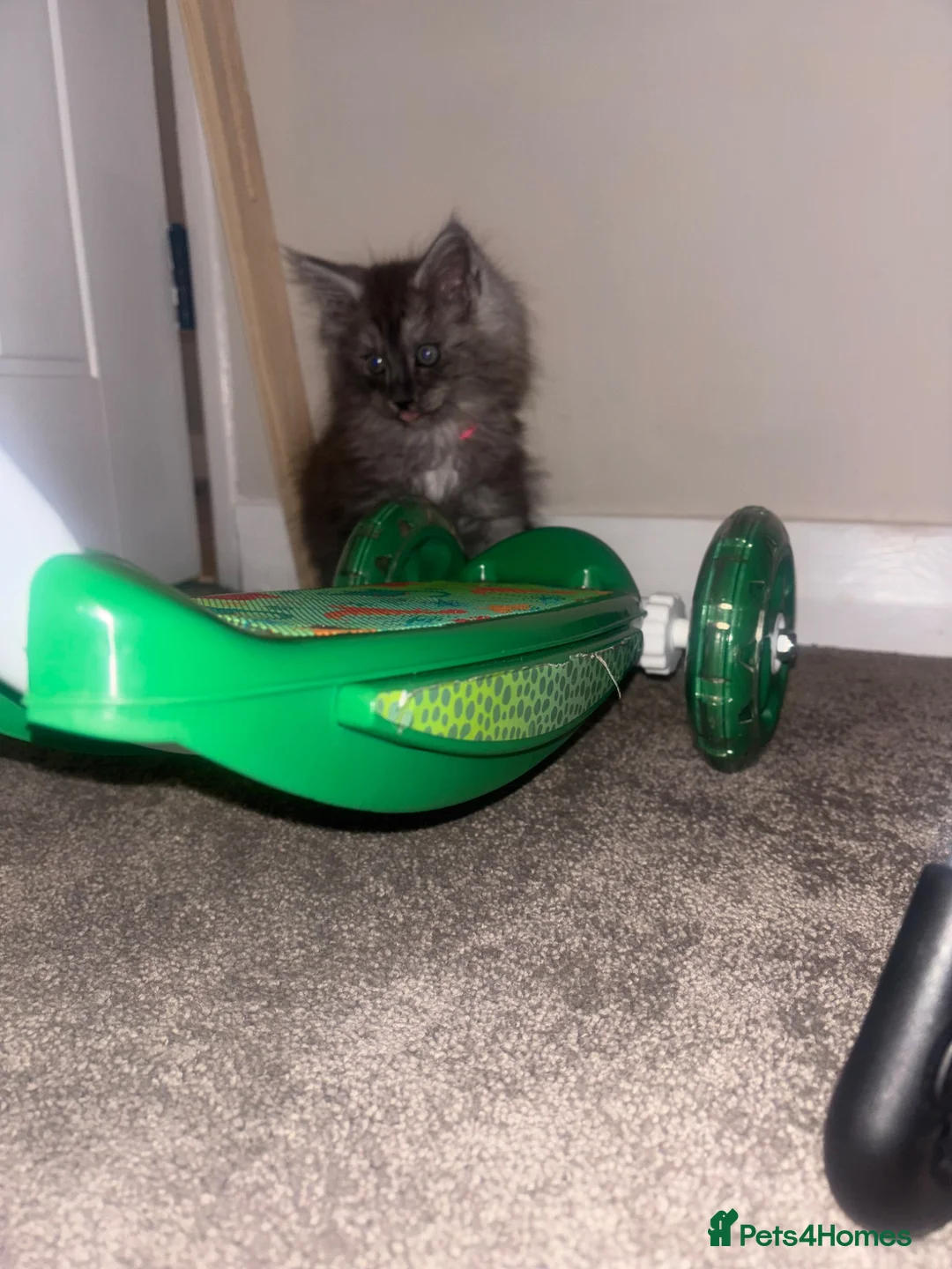 Maine Coon cats for sale: 2 beautiful Maine coon boys  - Advert 2