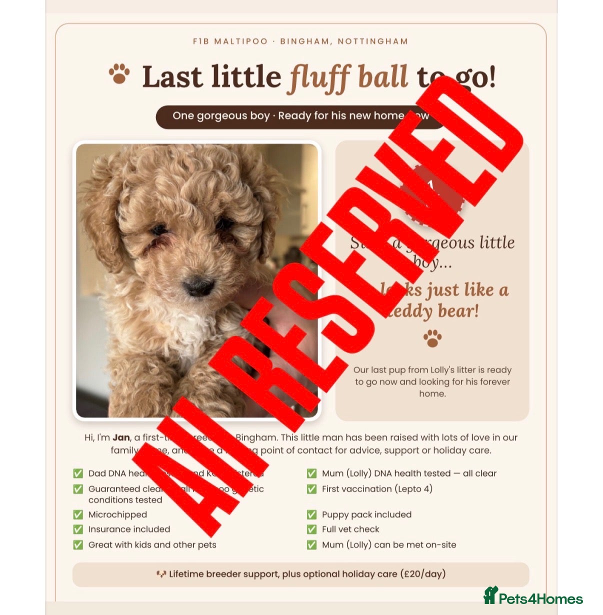 Maltipoo dogs 🐾 Absolutely Beautiful F1b Maltipoo Puppies  - Advert 3