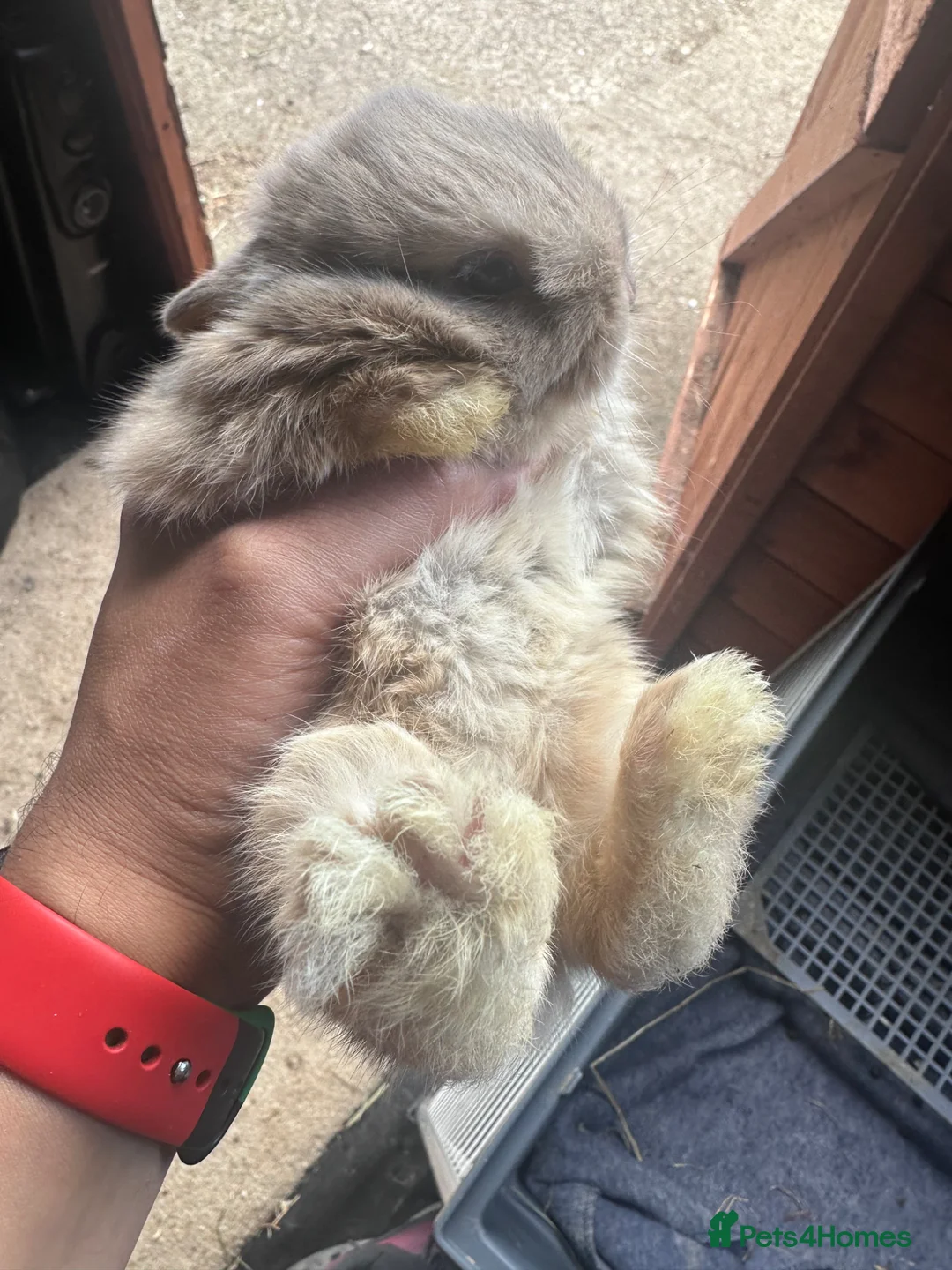 Netherland Dwarf rabbits for sale: Pure bred Netherland Dwarf bunny - Advert 2