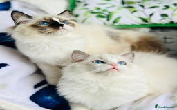 Ragdoll cats for sale: Bicolour Ragdoll Kittens Ready To Go in Castleford - Image 10