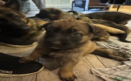 Mixed Breed dogs for sale: 8 Belgian Malinois & German Shepherd Puppies - Image 8