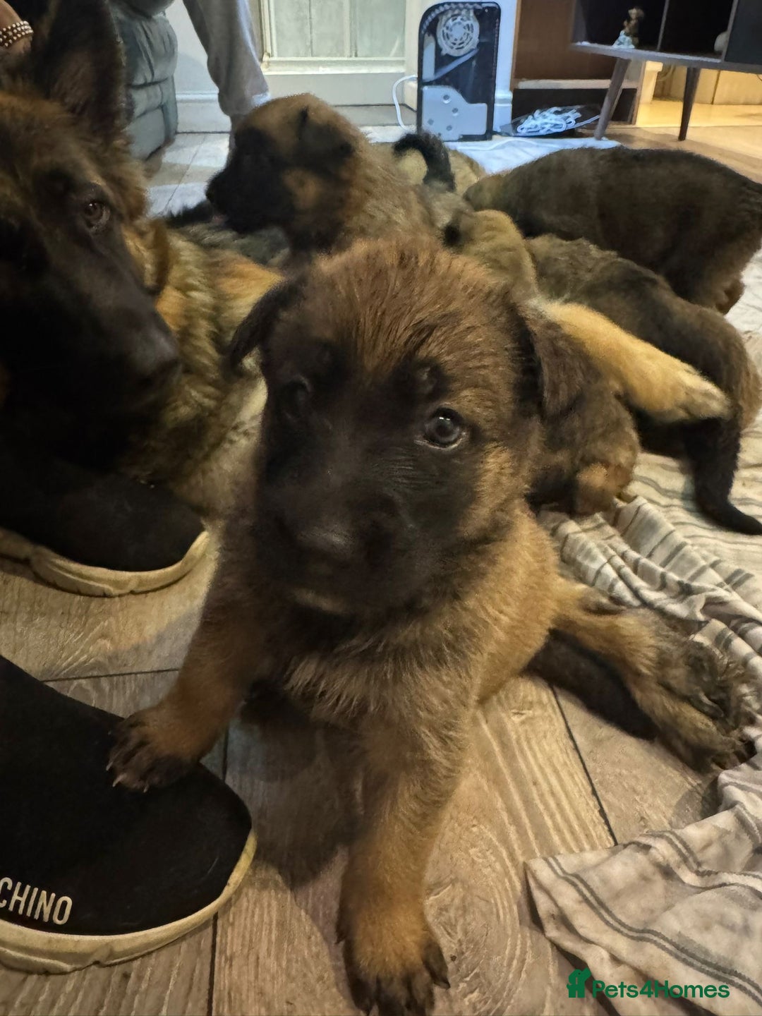 Mixed Breed dogs for sale: 8 Belgian Malinois & German Shepherd Puppies - Image 8