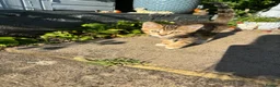 American Shorthair cats for sale: Lovely and gorgeous kittens!❤️🥰 - Advert 8
