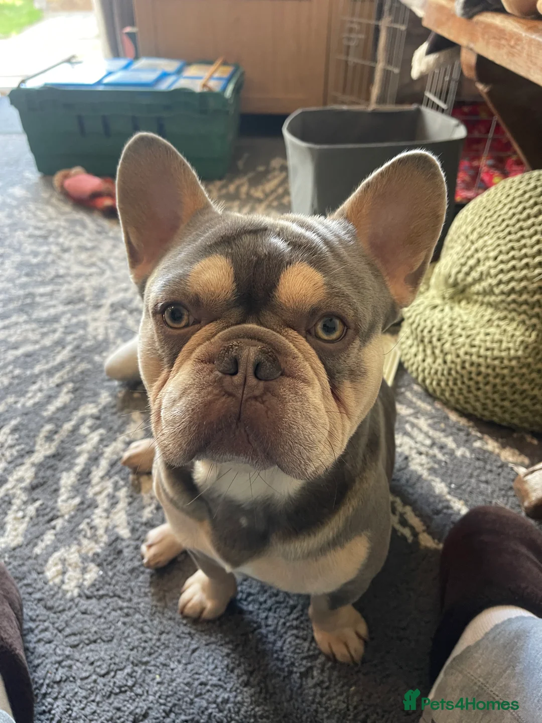 French Bulldog dogs for sale: 2 year old male French Bulldog, Dexter - Advert 1