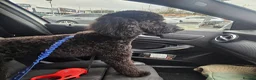 Cockapoo dogs for sale: Archie in Northampton - Advert 2
