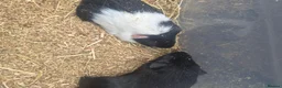 Guinea Pig rodents for sale: 2 young male guinea pigs for sale £30 pair  in Manchester - Advert 2