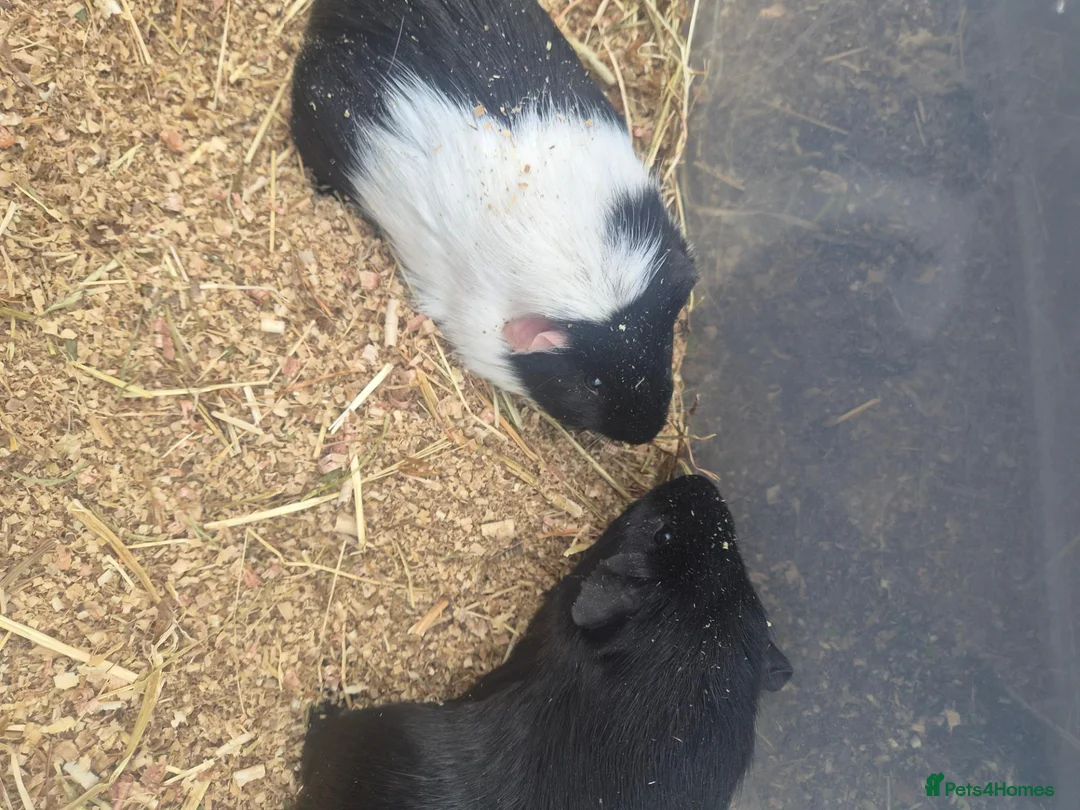 Guinea Pig rodents for sale: 2 young male guinea pigs for sale £30 pair  in Manchester - Advert 2