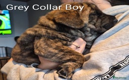 Mixed Breed dogs for sale: Ready to leave 3 Girls Left Shar-Pei x Chow pups  - Image 11