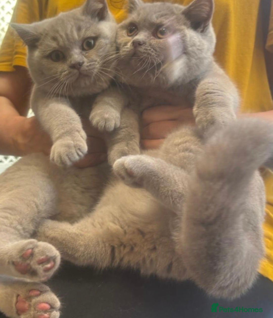 British Shorthair cats ONLY 2 LEFT Gorgeous BSH Kittens Leo&Zues - Advert 2