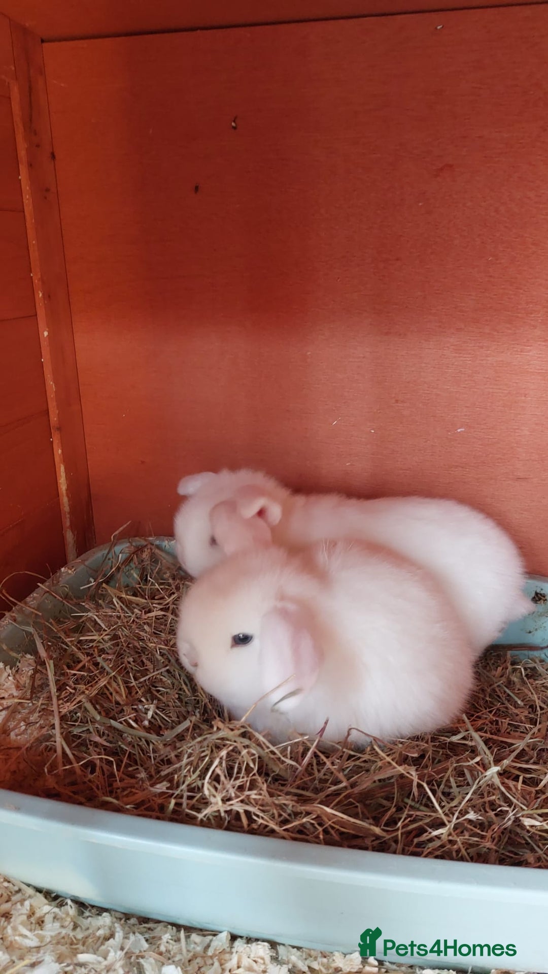 Mini Lop rabbits for sale: ❤️Purebread mini lops for sale❤️ - Advert 13