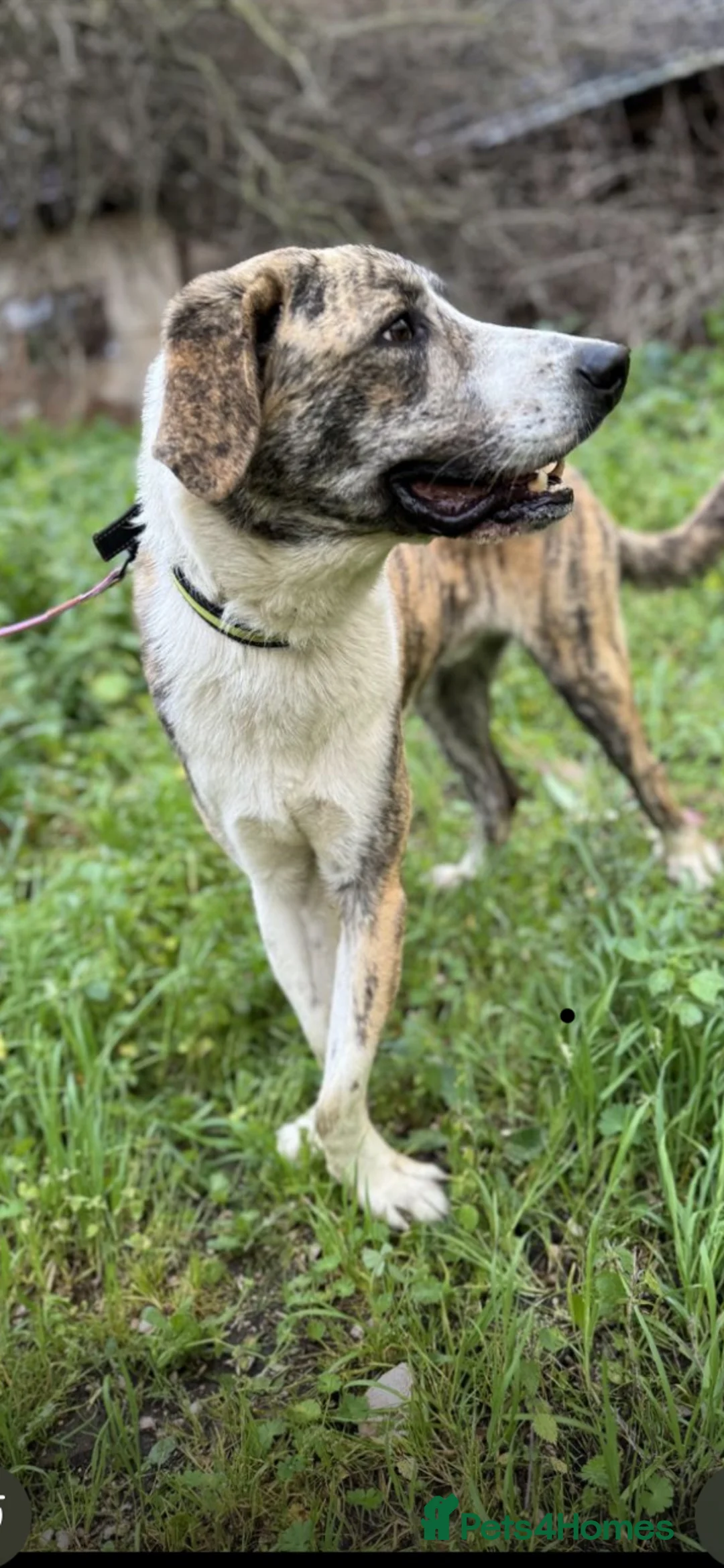 Mixed Breed dogs for adoption: Forever Home Needed For Oliver 🏡  - Advert 3