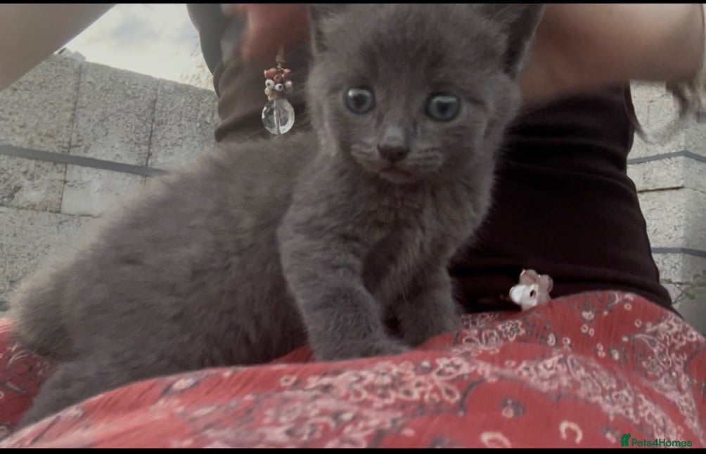 Mixed Breed cats Grey kitten  - Advert 11