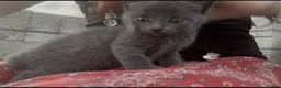 Mixed Breed cats for sale: Grey kitten  - Advert 1