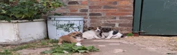 Jack Russell dogs for sale: Jack Russell Puppies - Advert 20