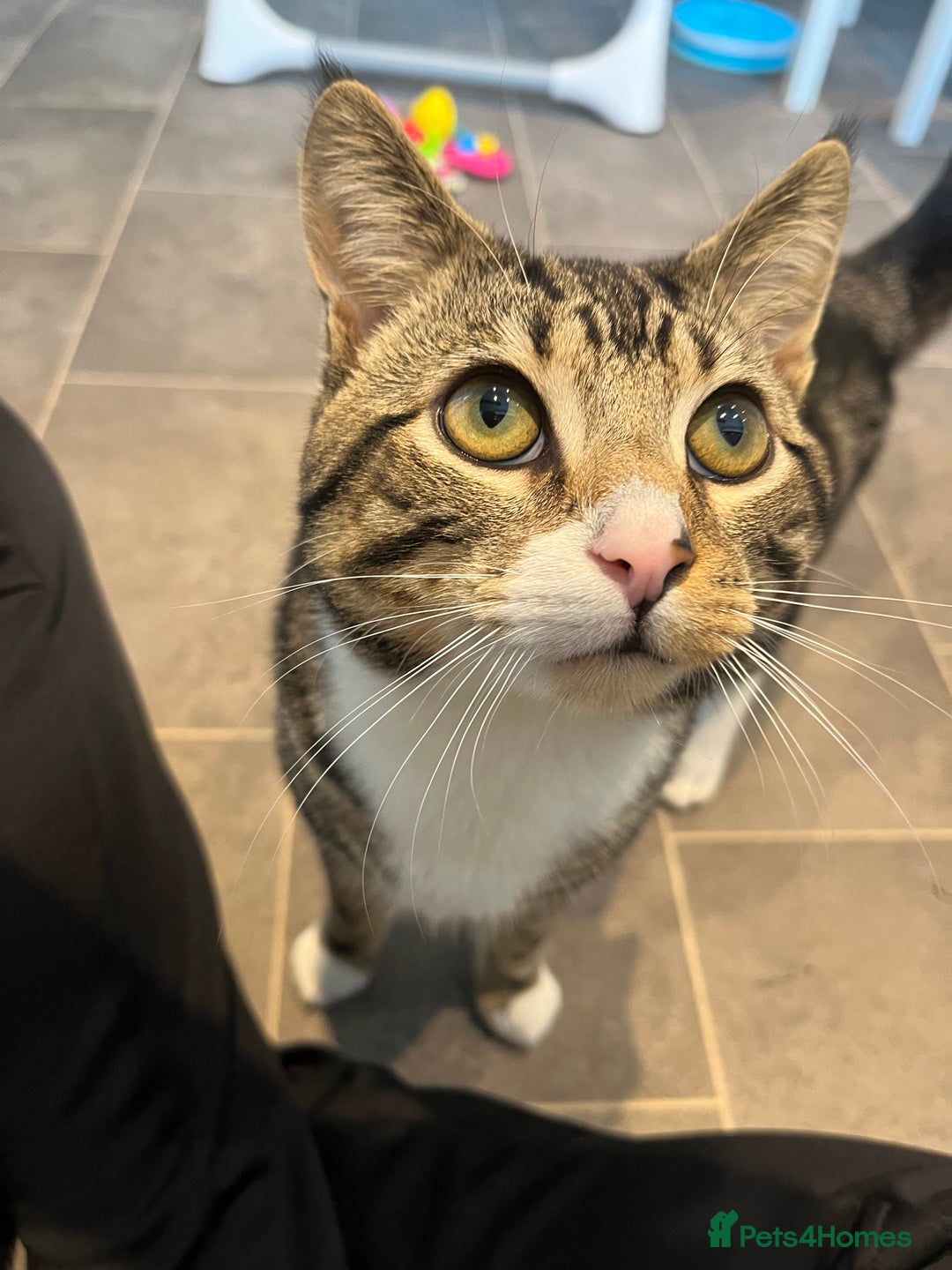 Domestic Shorthair cats for sale: Cat rehome  - Advert 7